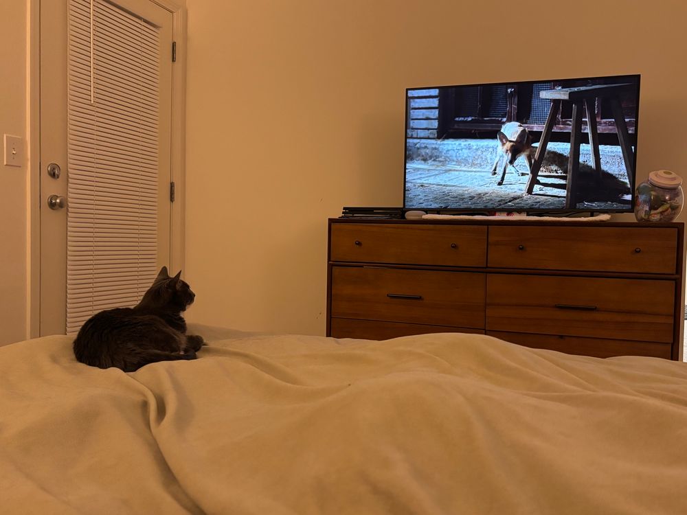 My cat Lydia enraptured watching a fox on a nature show on television