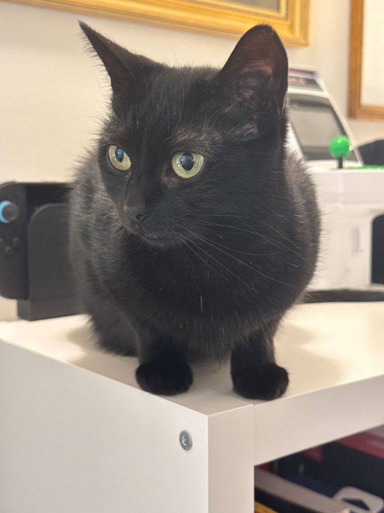 My cat Breda crouching on top of a bookcase, staring off into the distance