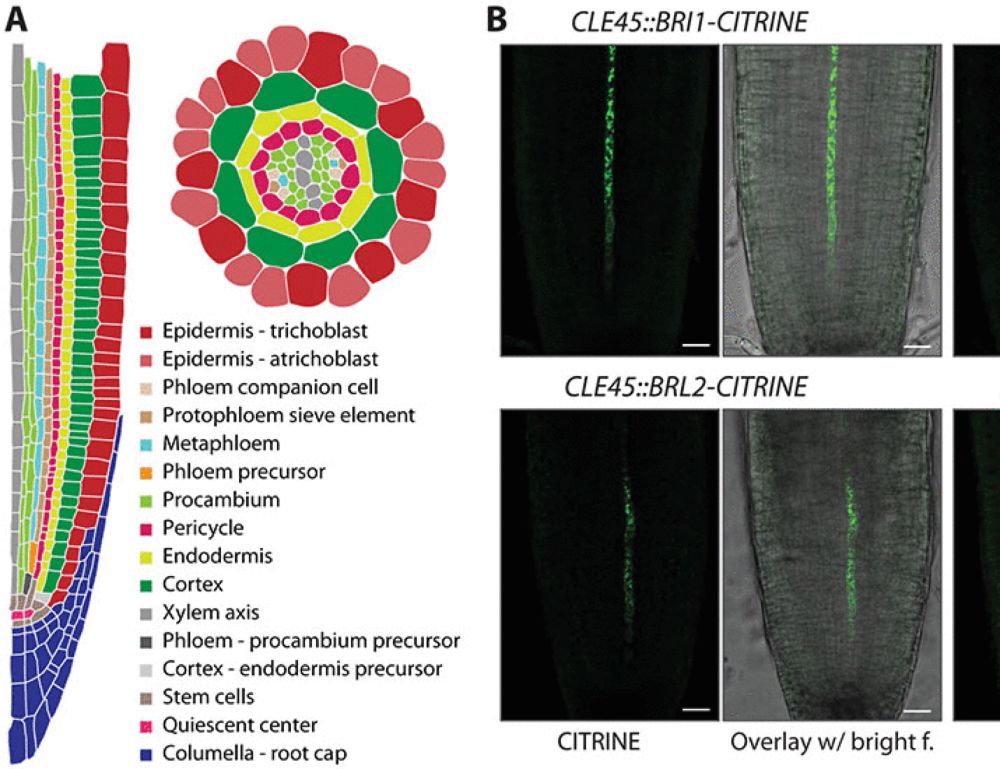 The brassinosteroid receptor gene BRI1 safeguards cell-autonomous brassinosteroid signaling across tissues