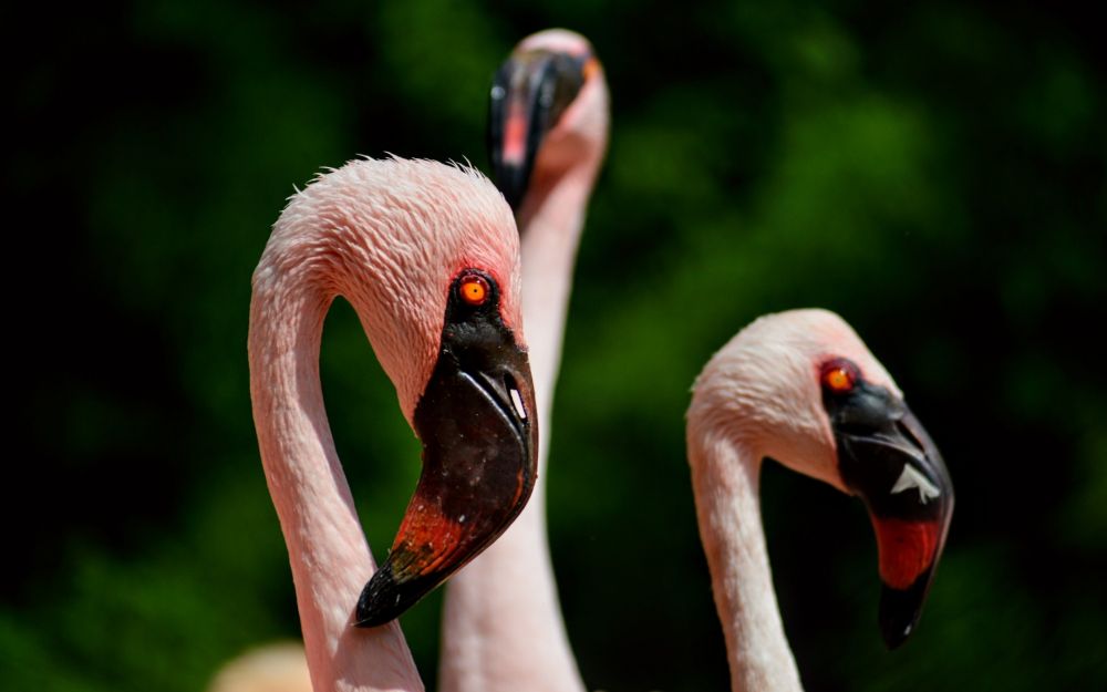 A photo showing the heads and necks of three lesser flamingos. They're pink on a blurred green background. You can see straight through the nares of the flamingo in the front.

Lesser flamingoes are the smallest and most abundant flamingo species. They are native to Africa, with some smaller breeding colonies extending up into Asia. Their primary breeding ground is Lake Natron- a lake so hot, salty, and alkaline that it is well known to calcify the bodies of any animals that die there. Lesser flamingos love it, though, because the cyanobacteria they prefer to eat is well adapted to the lake, and the caustic water protects their nests from predators. Soon after chicks hatch, they join creches, groups of up to 100,000 chicks. These are guided by a handful of adults, who take them on their first journey to freshwater. Much like a preschool, they spend lots of time learning how to be a flamingo among their peers and under the watchful eyes of their adults.