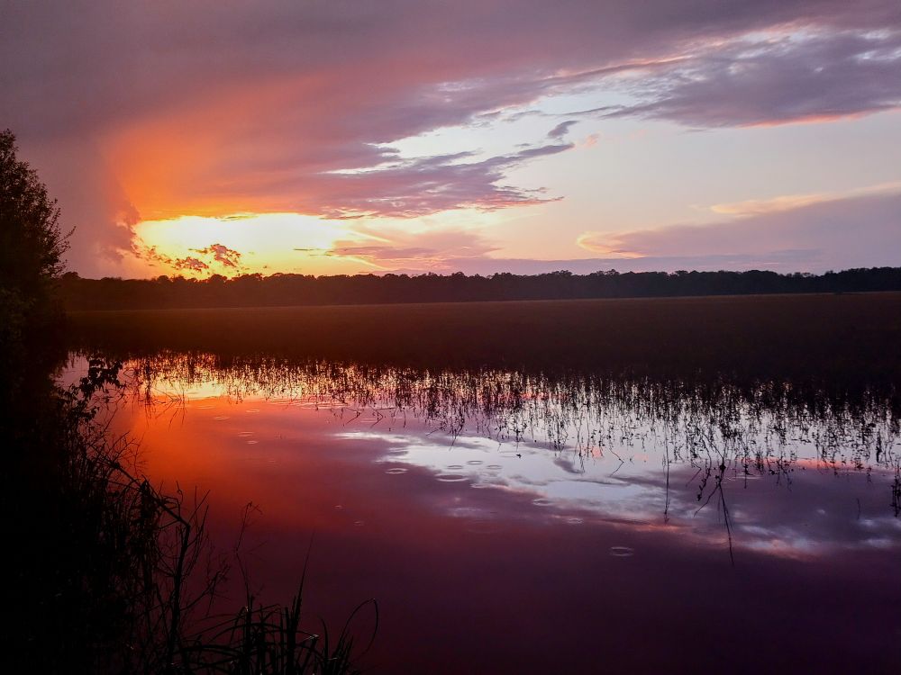 A blazing orange and lavender sunset over a flooded rice patty in Memphis, TN. The sky is reflected in the rice patty and roughage on the horizon breaks up the middle of the photo. 
