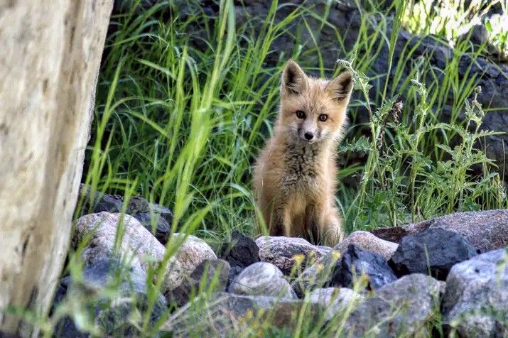 In this photo you see a very cute young fox perched on top of some rocks next to a cliff face. There's stringy grass all around and you can clearly see how fuzzy the fox is. He's looking into the camera with his head slightly tilted.