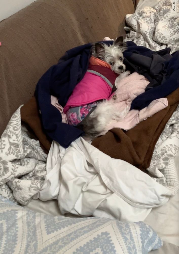 A small white and black dog wearing a dog sweater and a parka over it looks over at her human. The dog’s small face is squished and her eyes and expression look concerned.