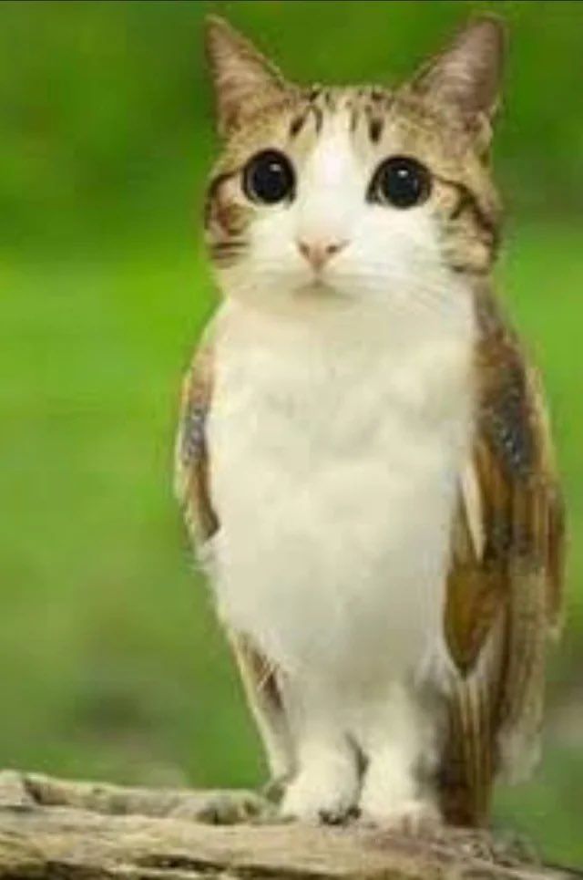 a head of a cat photoshopped onto the body of an owl