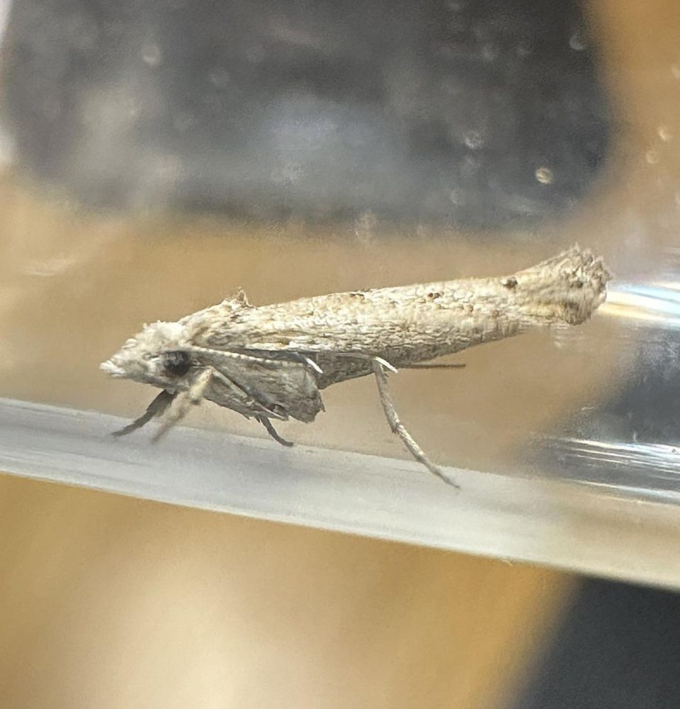 Zelleria oleastrella (Olive Spinner) photo by D. Norgate