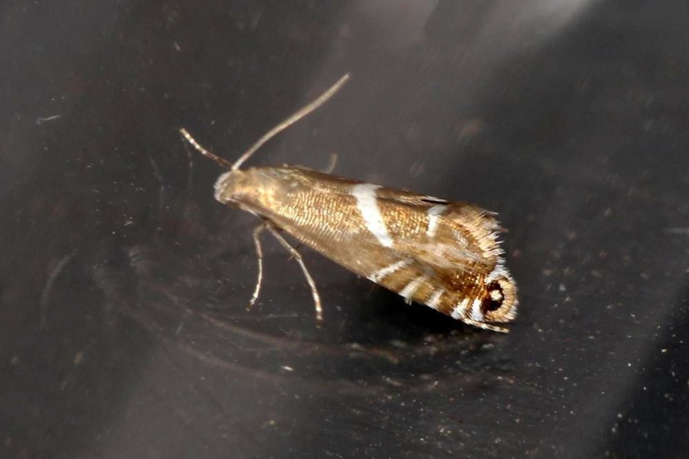 Glyphipterix forsterella (Woodland Sedge-moth)