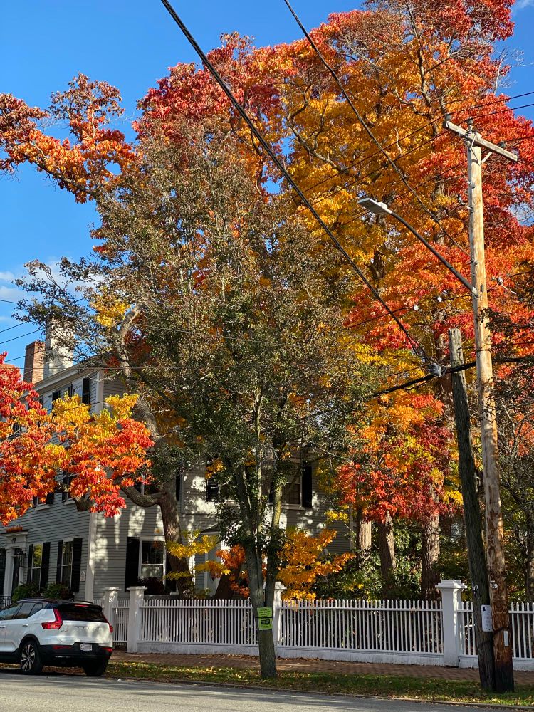 Picture of a tree next to a house. The tree has yellow, orange, and red leaves. 