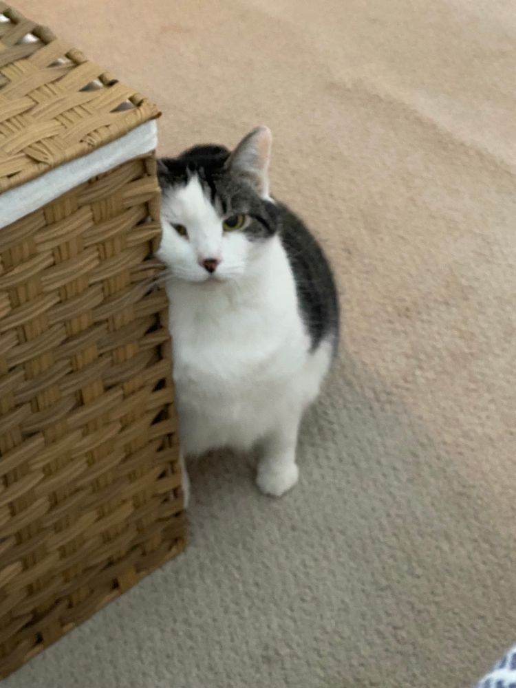 A black and white cat smooshing her face against a wicker storage bin. 