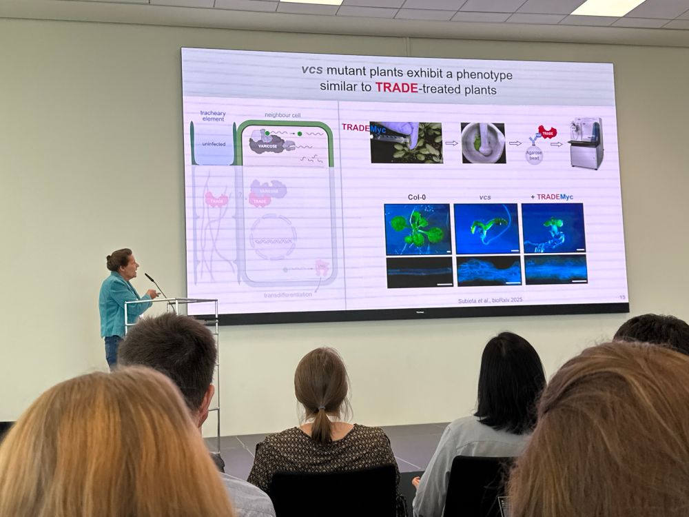 A person giving a scientific talk showing a slide with varicose mutant plants and a workflow for mass spec from a TRADE pulldown