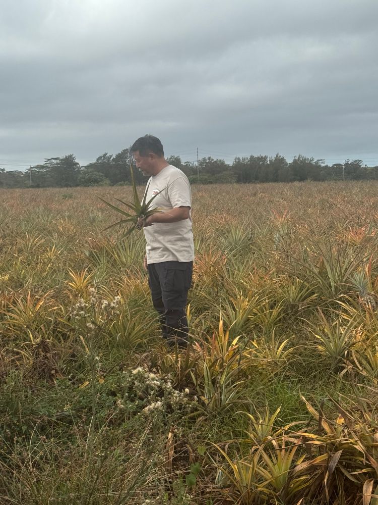 A guide showing the way pineapple is propagated by taking off individual shoots