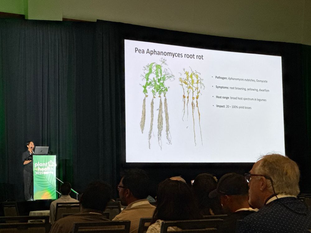 A woman giving a talk with a slide showing diseased pea roots 
