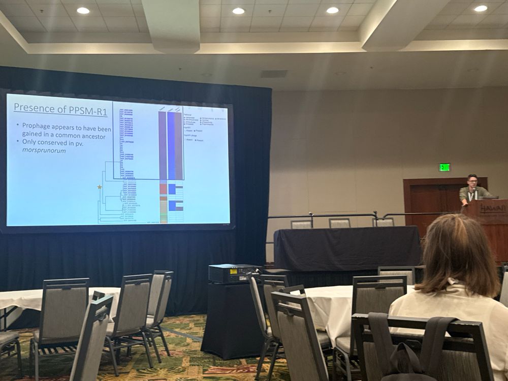 A man giving a scientific presentation with a PowerPoint slide showing phage presence across bacteria genomes 