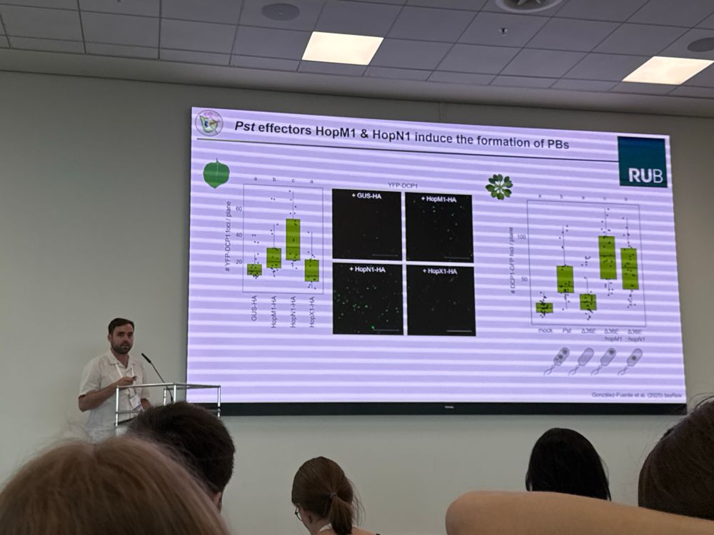 A person presenting a scientific talk showing a slide quantifying P bodies through microscopy