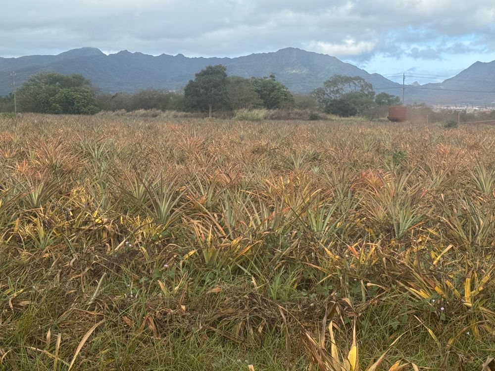 A fallow field with remnants of pineapple