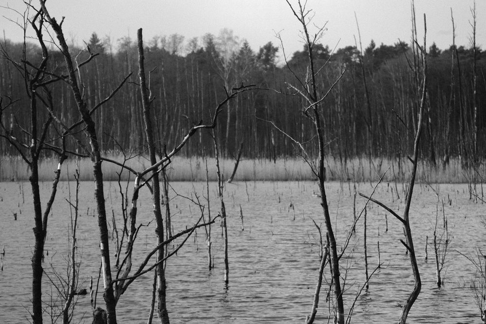 monochrome photograph:

Landscape photograph of a swamp. In the foreground are many thin branches, in the background is the forest.

