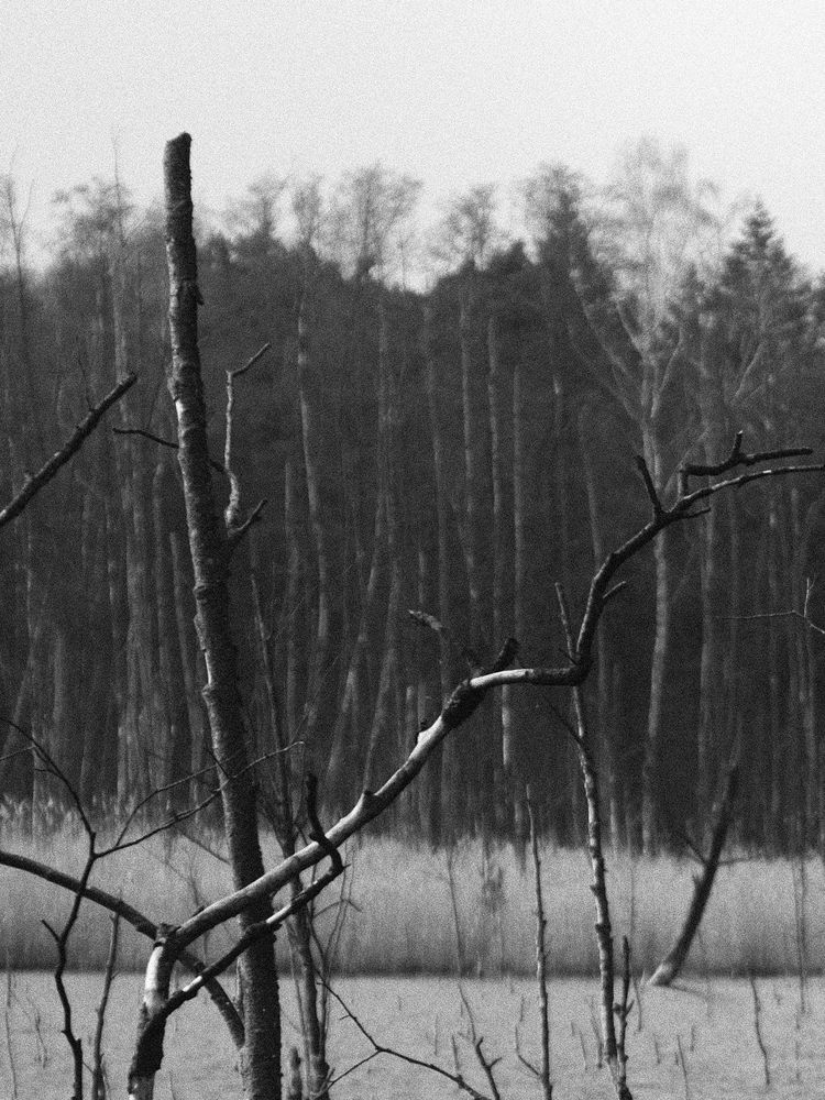 monochrome photo of branches over a swamp