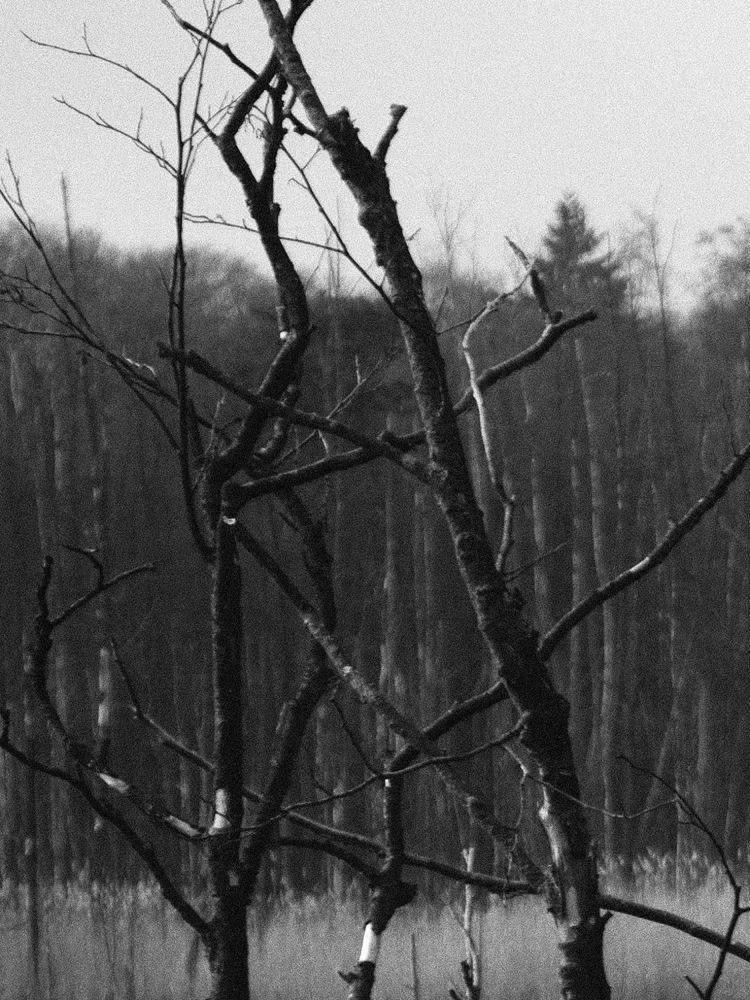 monochrome photo of branches over a swamp