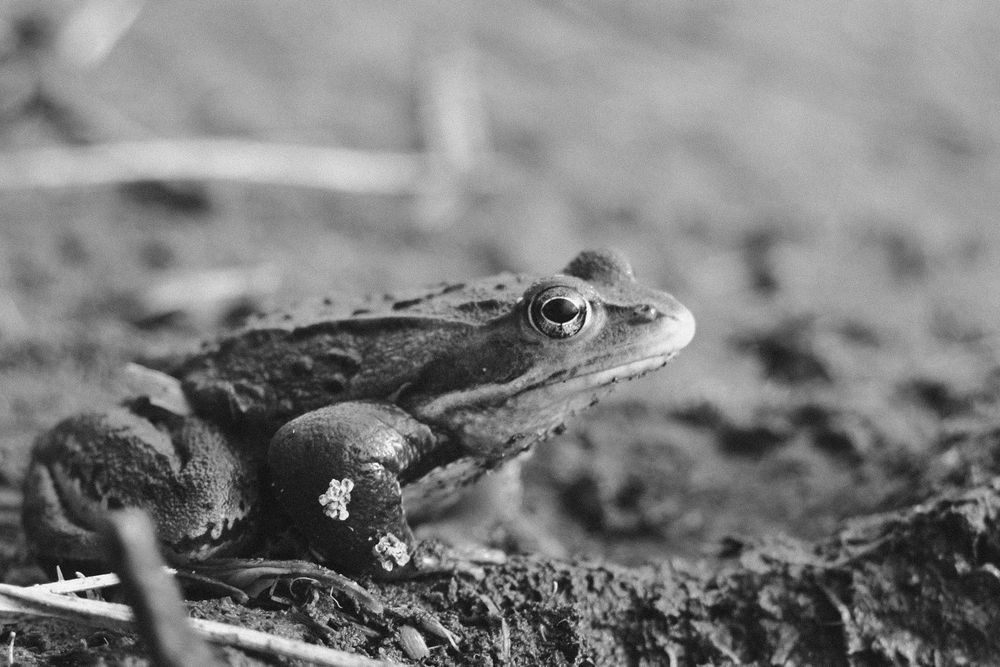 monochrome photograph:

Close-up of a frog sitting in the dirt

