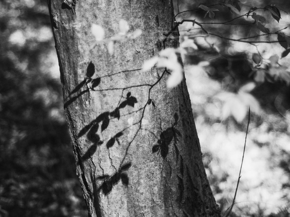 monochrome picture: shadows of leaves on a tree trunk 