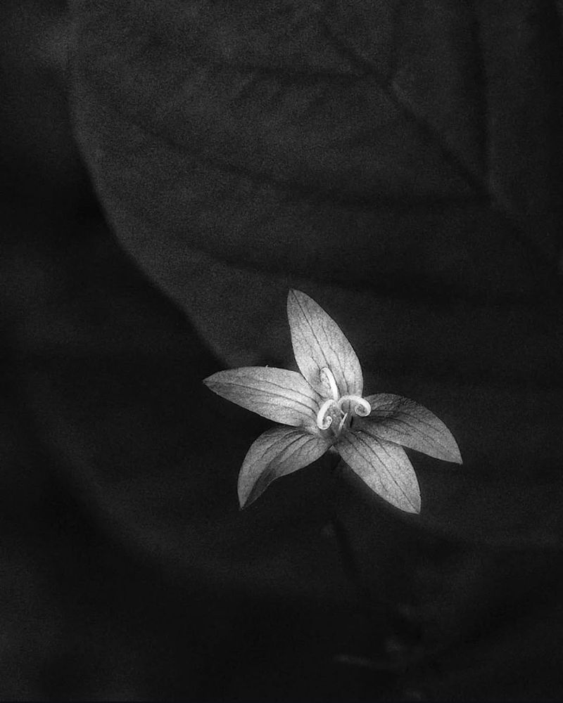 schwarz-weiß Foto einer Frühlingsblume