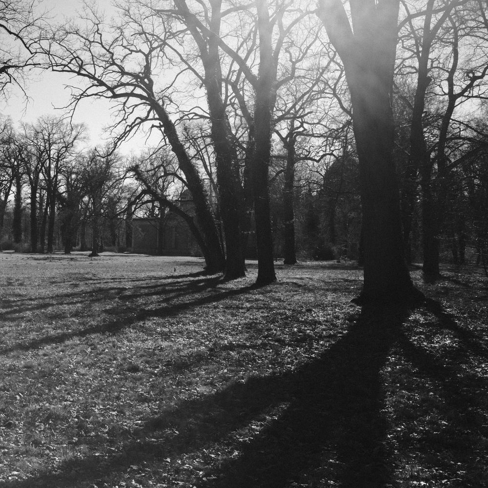 monochrome photograph:
a park with leafless trees and great shadows