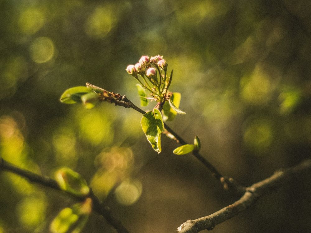 Color photo of a blossom