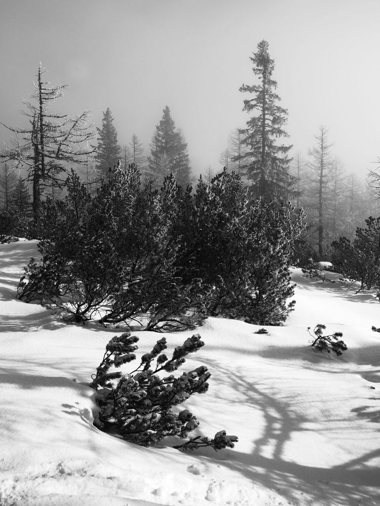 snowy misty landscape with trees and bushes