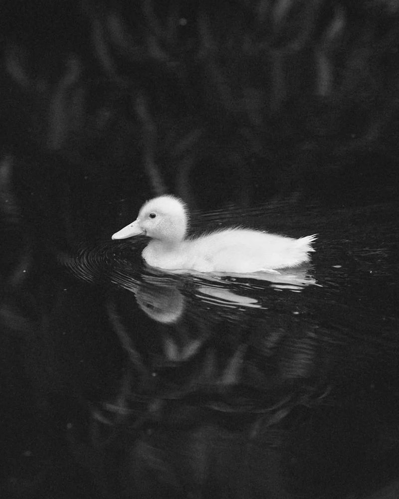 black and white photo of a young duck swimming in a lake