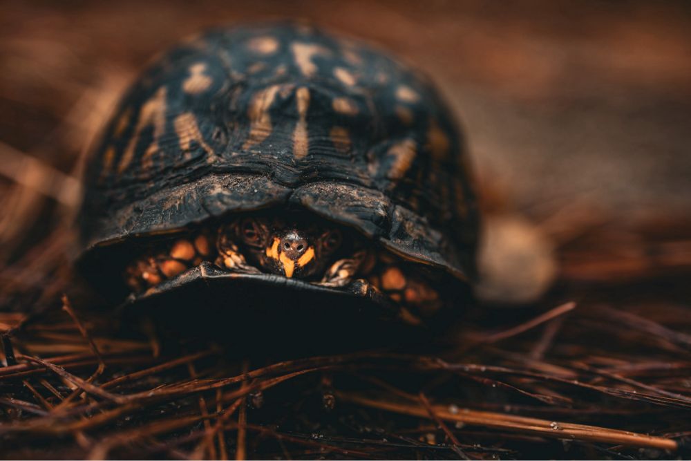 A close-up view of a turtle partially withdrawn into its shell, with only its face and the front of its shell visible. The shell has dark coloring with orange and yellow patterns. The turtle is situated on a ground covered with dry pine needles. The background is blurred, emphasizing the turtle's detailed features.
