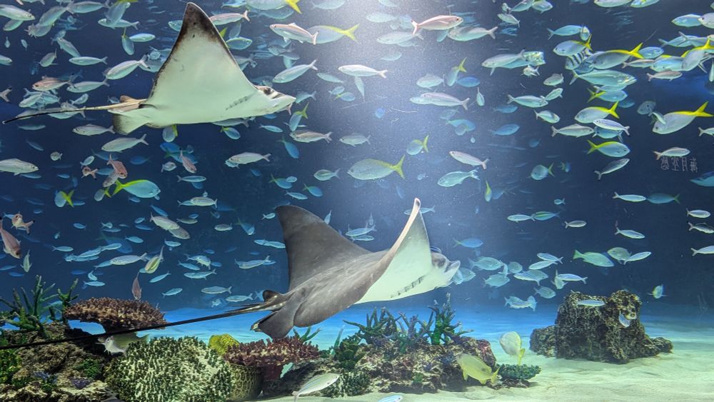 サンシャイン水族館　大きな水槽内を泳ぐたくさんの魚と大きなエイ