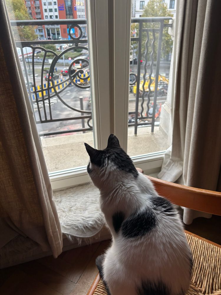 Cat sitting on a chair looking out of the window at roadworks. 