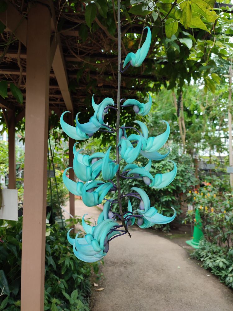 植物園で見た花の写真です