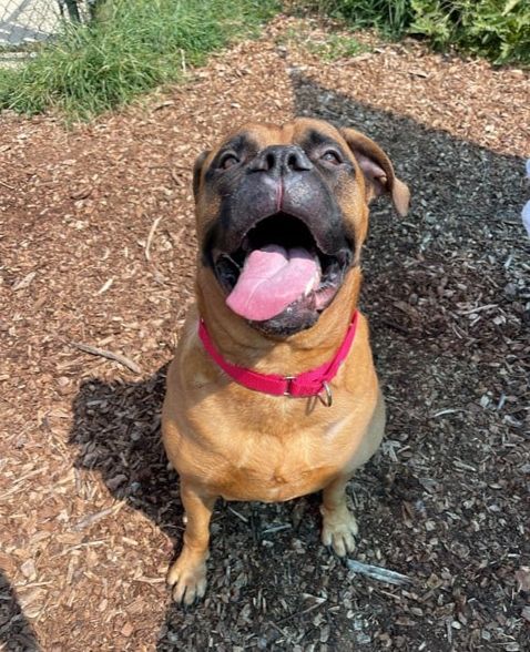 Adoptable Kira sits and grins at the camera with her ears flopping like the silly dog she is!