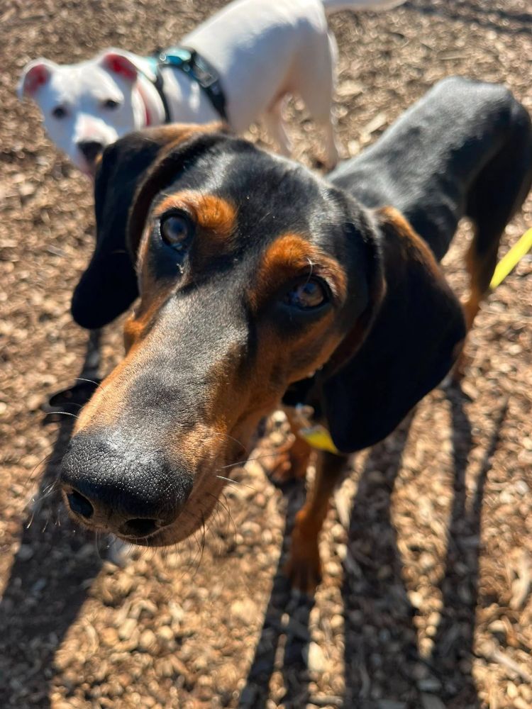 Cyrus the dog looks at the camera. 