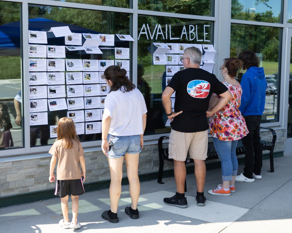 People look at the available animal cards on the window outside the shelter.