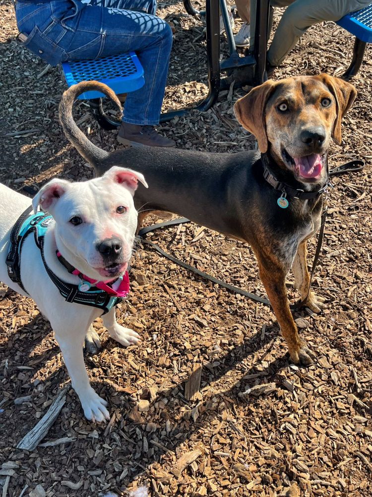 Adoptable dogs Lady and Bosco take a break from playing to pose for the camera.