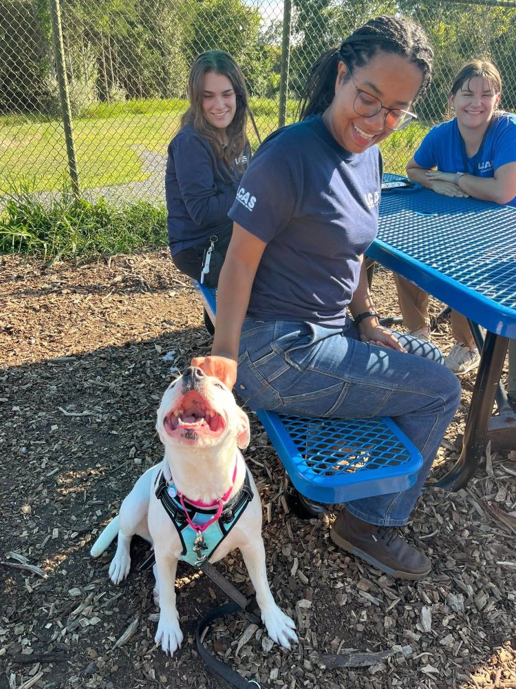 Staff and a volunteer sit smiling at a picnic table while Lady the dog gets pets.