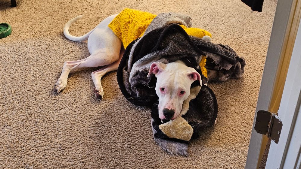 white doggo argentino wrapped up in a blanket