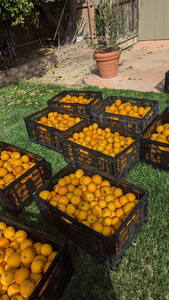 Roughly 400lbs of oranges in crates