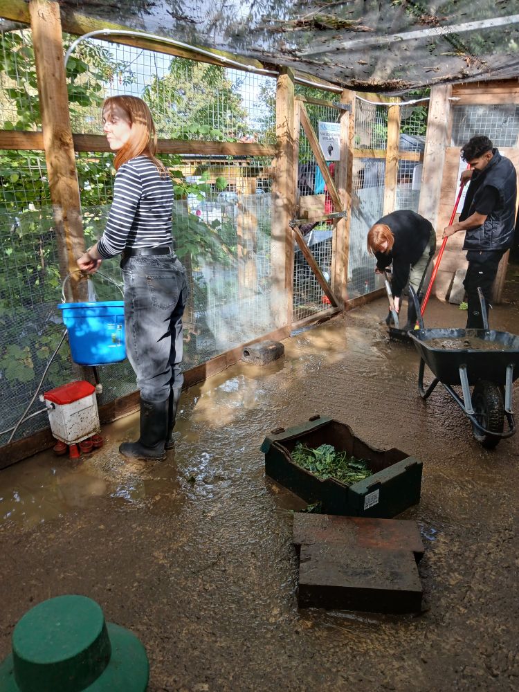 Two members of the R&D team cleaning a chicken coop