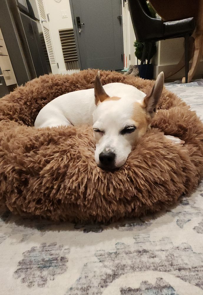I'm I'm my new fluffy bed snoozing in the middle of the kitchen. 