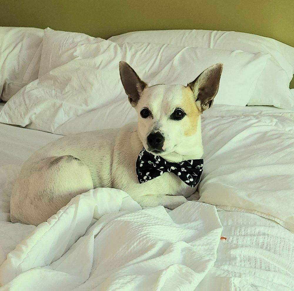 It's me, your fave dog, Gilbert. I'm lounging on a hotel bed, looking dapper in a black bow tie with music notes on it.