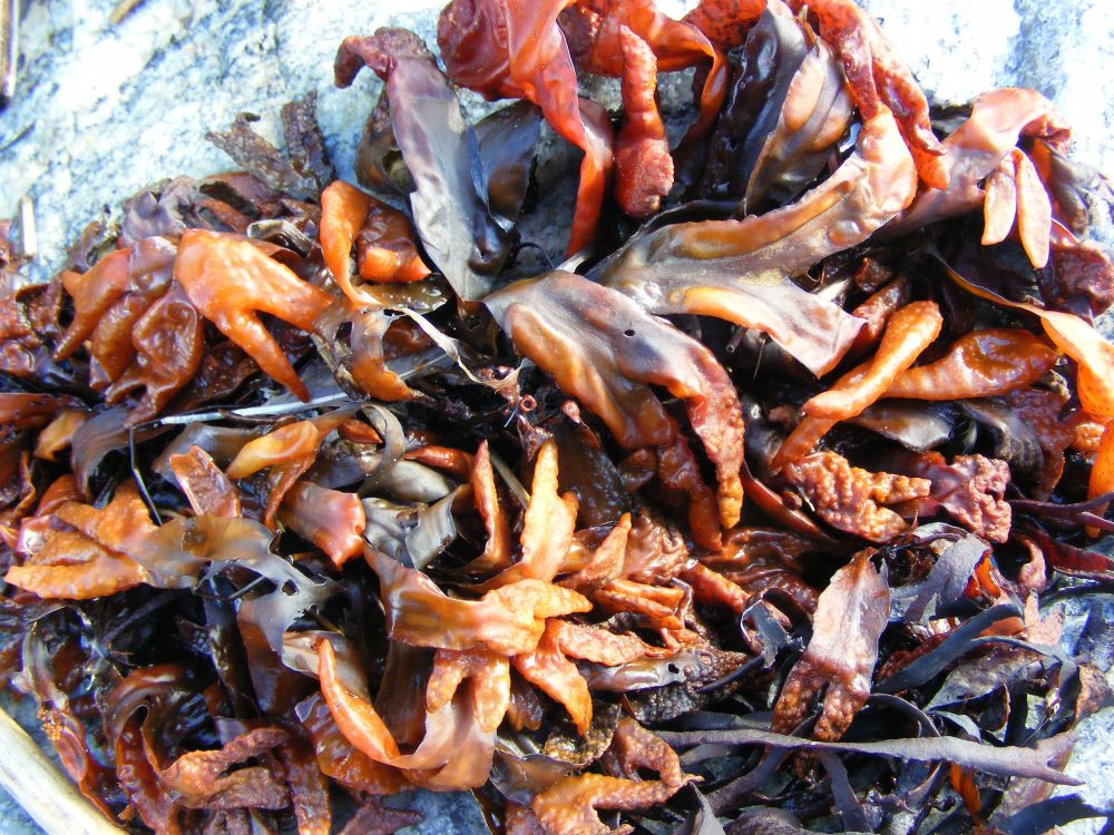 Un tas d'algues avec des tons orangés 