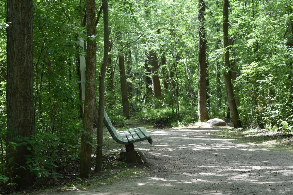 Un chemin dans un bois et un banc vert 