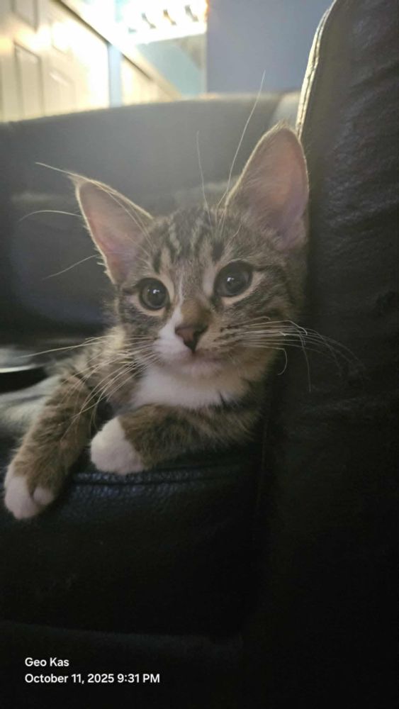 Demon, a small brown tabby female kitten lounges on a dark sofa, one paw stretched forward. The kitten looks directly into the camera with large, curious eyes and a white patch on the chest.