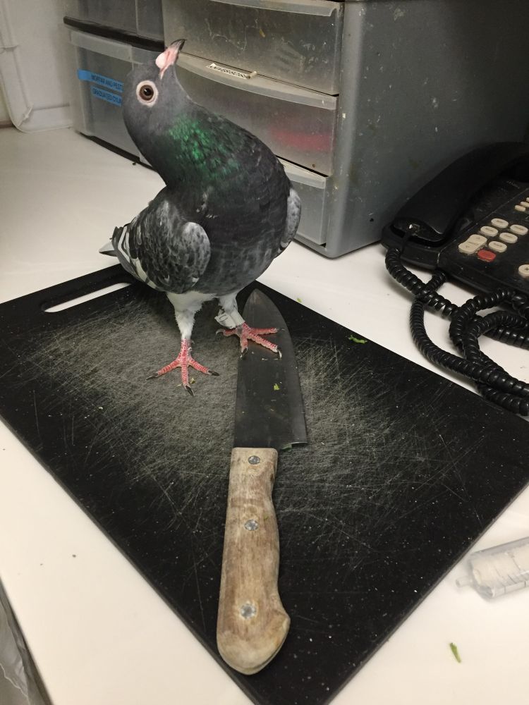 Pigeon standing over a big knife