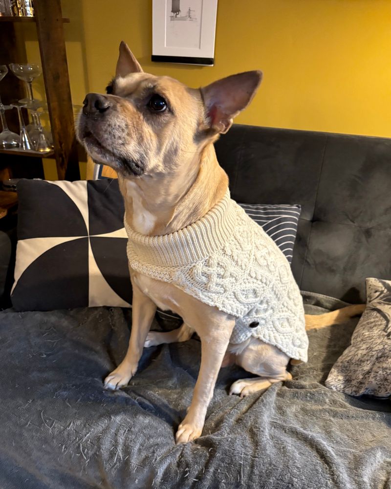 Bucky wearing a white cable knit sweater jacket standing on a gray couch looking up with a great deal of dignity.