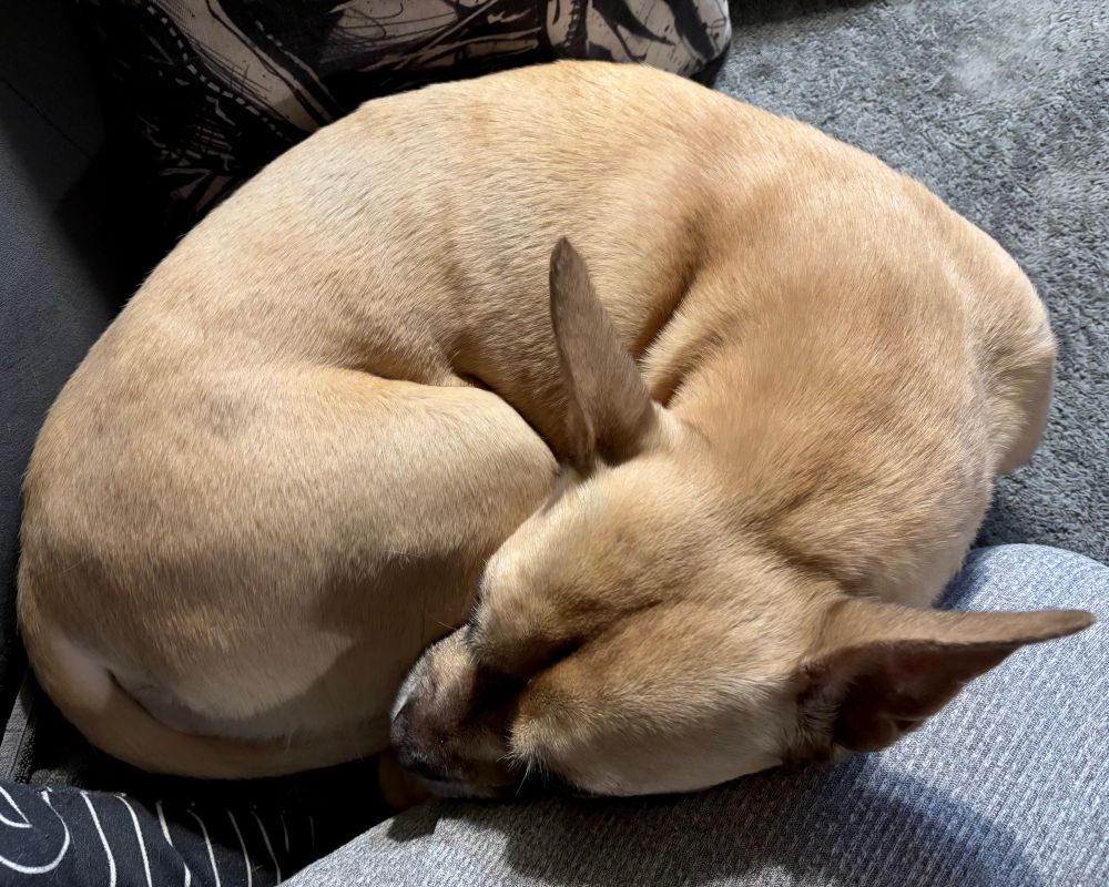 Bucky, a cream-colored boxer-bulldog-pittie mix, curled up in a perfect croissant ball with her head resting on my lap.