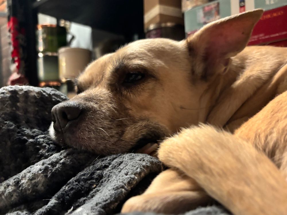 Bucky laying contentedly on a pile of gray plaid blanket, with a small smile on her pup lips, her tail curled towards her face.