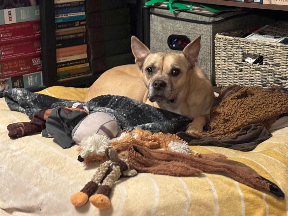 Bucky, a cream colored boxer/bulldog/pittie mix, laying on a bed covered with a yellow blanket, surrounding by blankets and stuffies. She is looking up with her ears at full attention, very serious and focused.